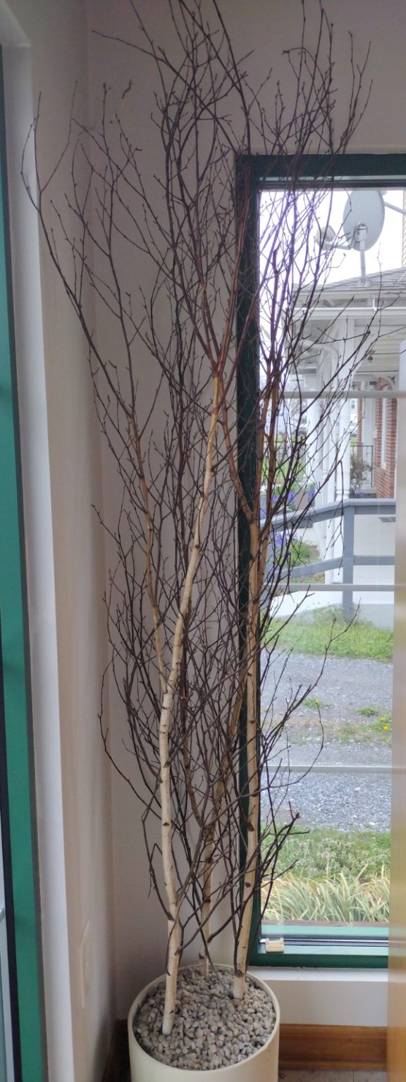 Fake Birch Tree Roth & Brader Furniture